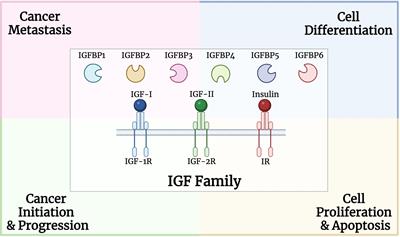 Insulin-like growth factor family and prostate cancer: new insights and emerging opportunities